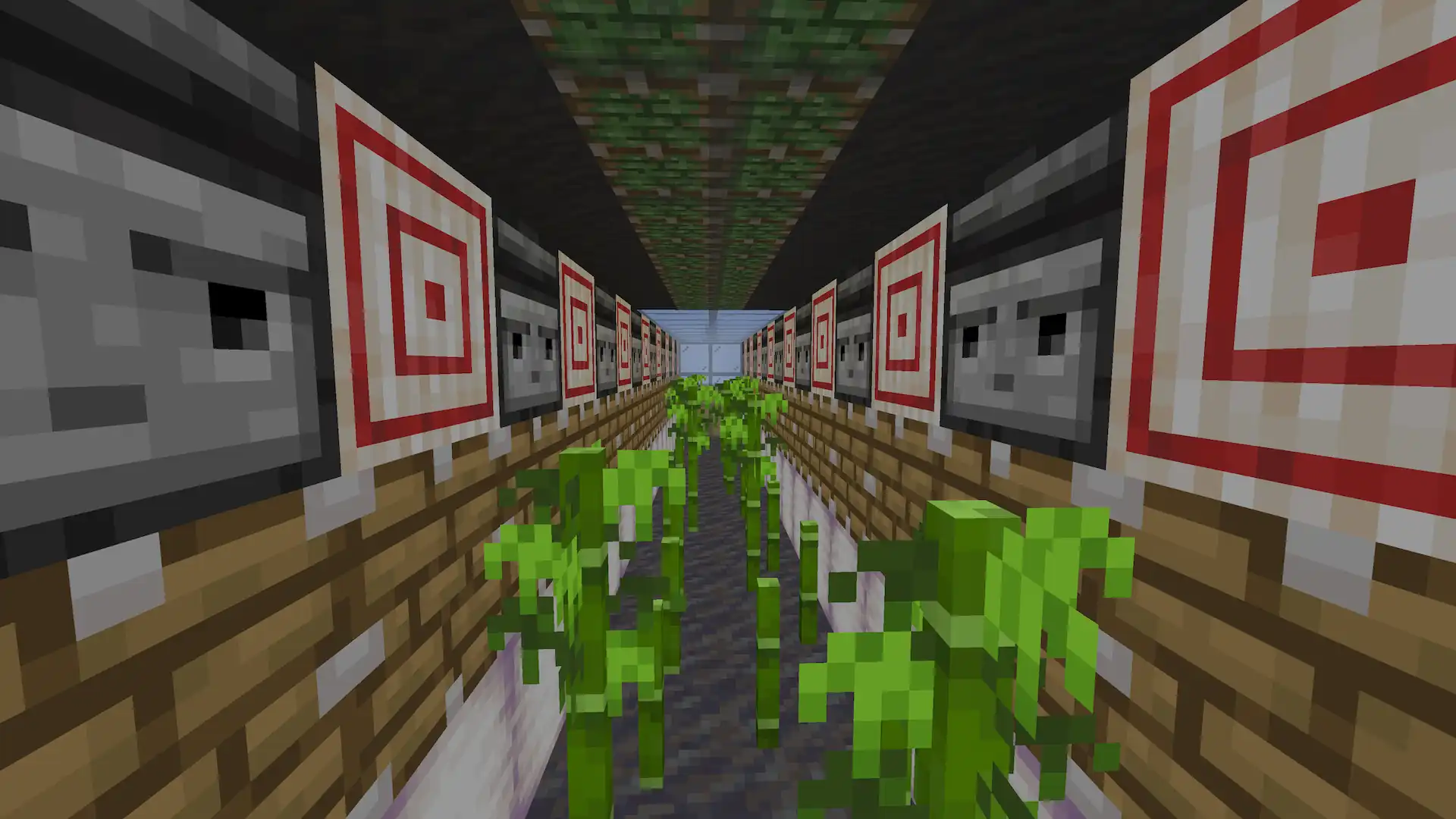 Alternating observer-piston bamboo farm variant